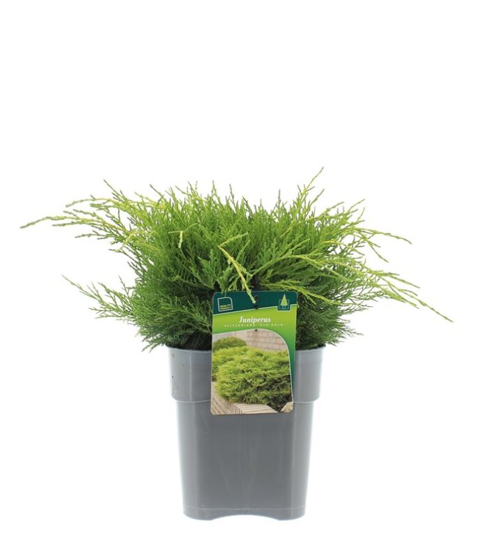 Можжевельник средний Олд Голд